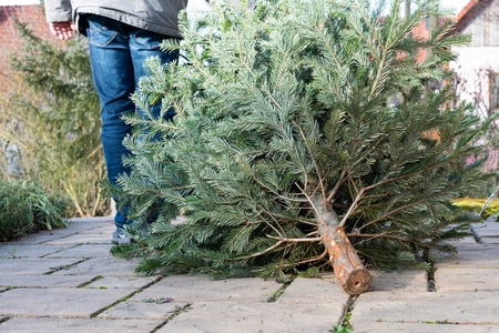 Doen! Kerstboom en kerstgroen recyclen